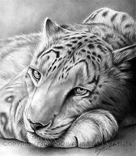 pencil drawings animals|How to draw animals: 15 top tips .